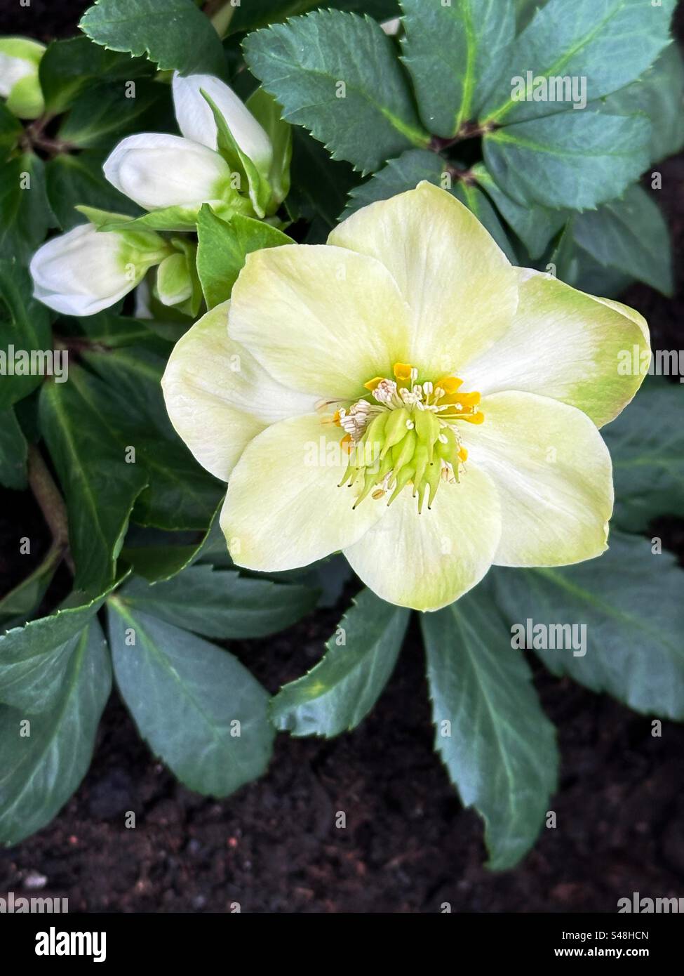 Blüten und Knospen der Hellemoore, auch bekannt als Weihnachtsrose. - Smartphone-aufgenommenes Stockfoto