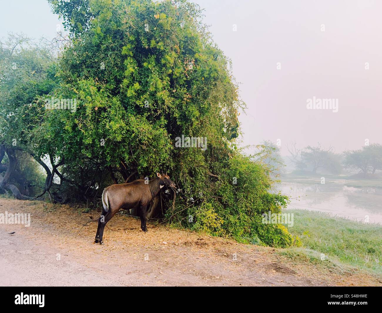 Nilgai isst Blätter im Wald - Smartphone-aufgenommenes Stockfoto
