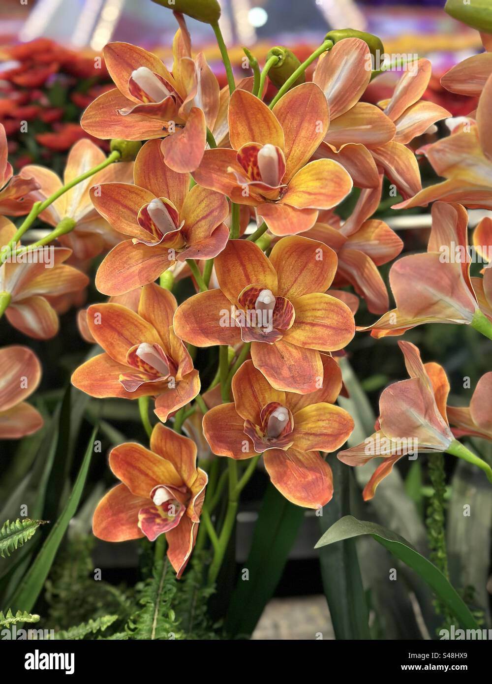 Orangenmotten-Orchideen in einem tropischen Garten Stockfoto