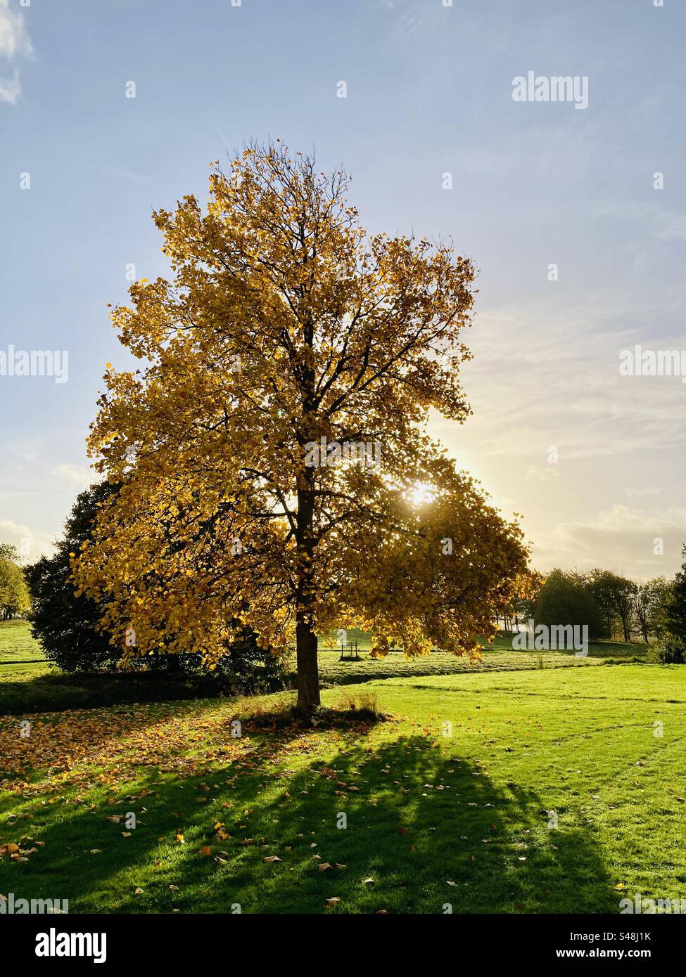 Ein Tulpenbaum in vollem Herbstlaub in East Sussex im November - Smartphone-aufgenommenes Stockfoto