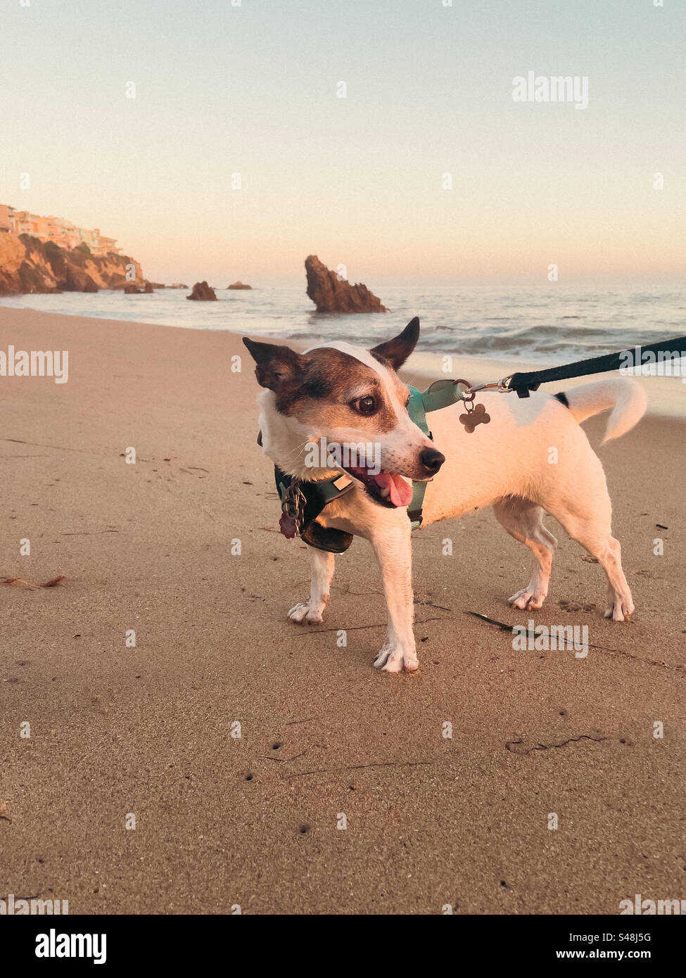 Niedriger Blick auf einen kleinen Hund an der Leine am Strand während Sonnenuntergang - Smartphone-aufgenommenes Stockfoto