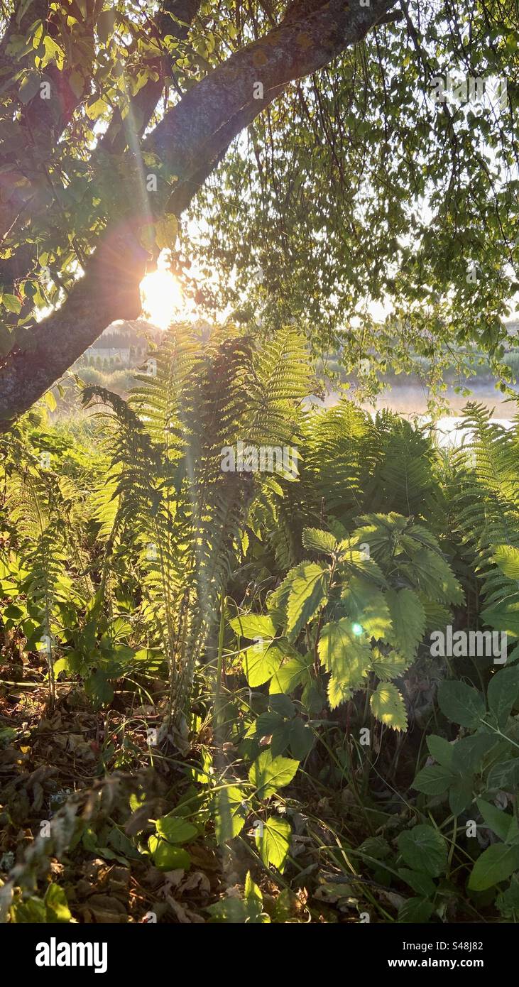 Frühsommermorgen Blick auf die Landschaft von Lettland. Foto mit Schatten und Pflanzen unter dem Baum. Stockfoto