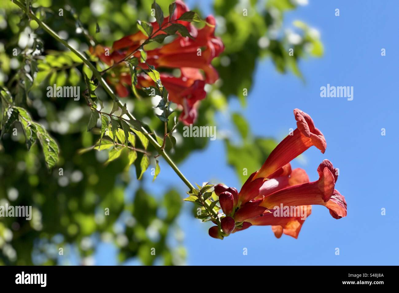Nahaufnahme einer roten und orangen exotischen Blume auf einem unscharfen Hintergrund - Smartphone-aufgenommenes Stockfoto