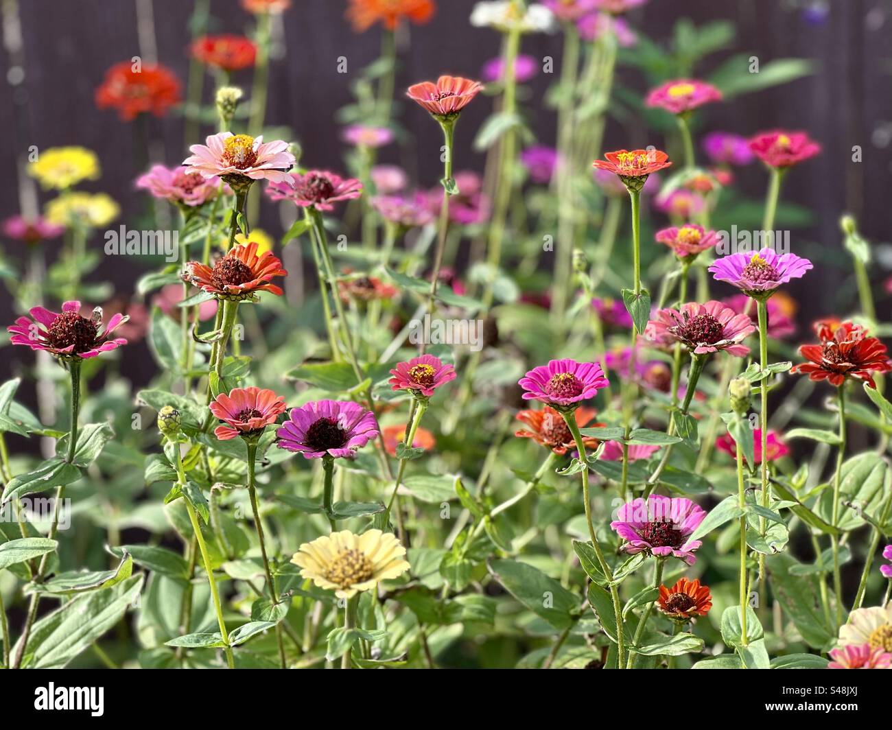 Bunte Zinnien Stockfoto