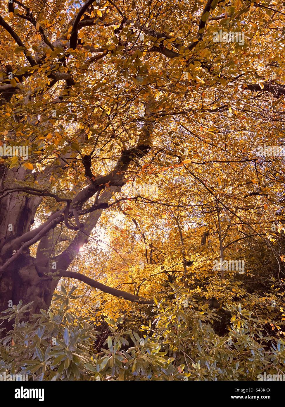 Gelbe Herbstbäume mit sanftem Sonnenschein Stockfoto