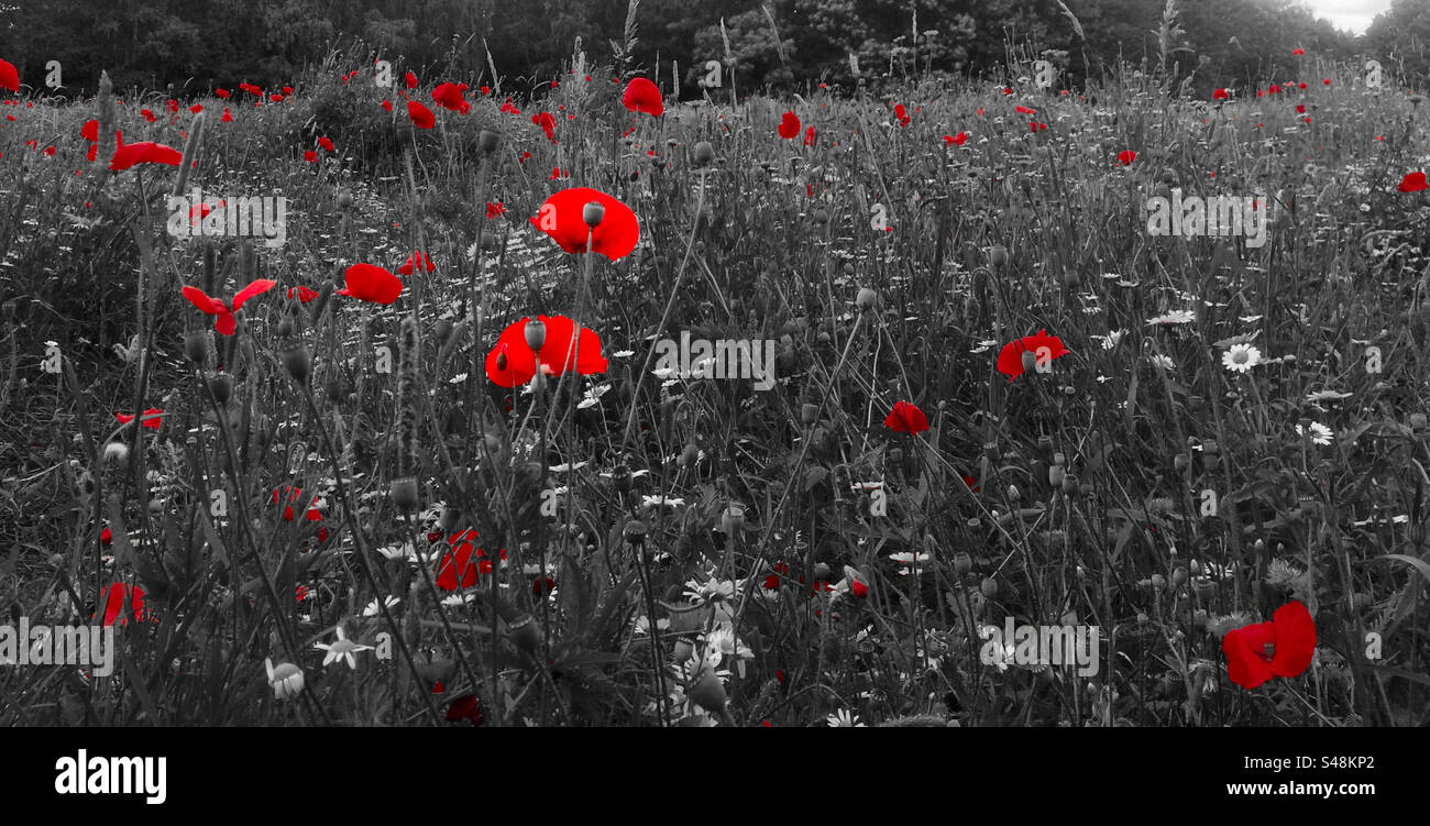 Erinnerung Mohn - Smartphone-aufgenommenes Stockfoto