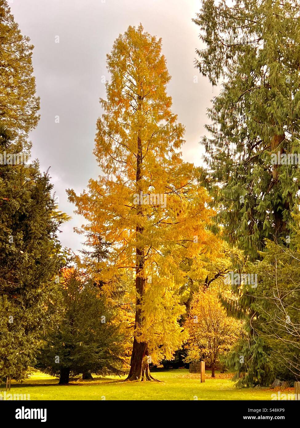 Hellgoldgelbes Laub auf den Bäumen des Westonbirt Arboretums im Herbst Stockfoto