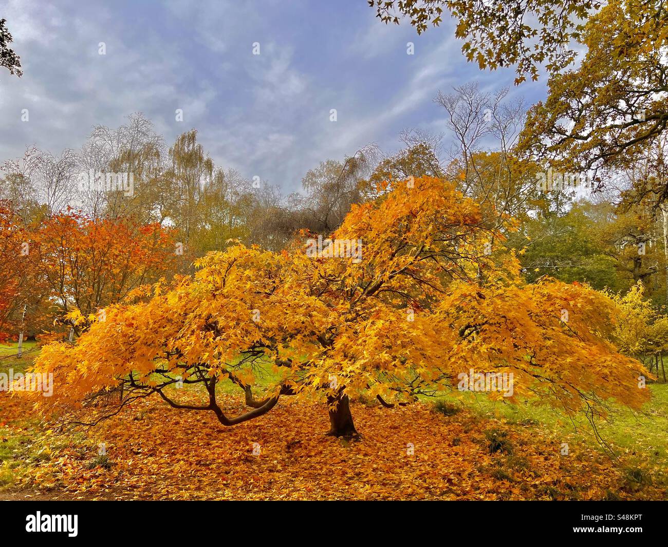 Unglaubliches goldgelbes Laub auf einem kleinen Ahornbaum mit atemberaubenden Blättern im Herbst im Westonbirt Arboretum Stockfoto