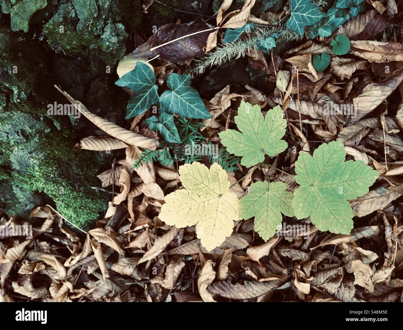 Sycamore Ahorn (Acer pseudoplatanus) mit Blick von oben im Herbst Stockfoto