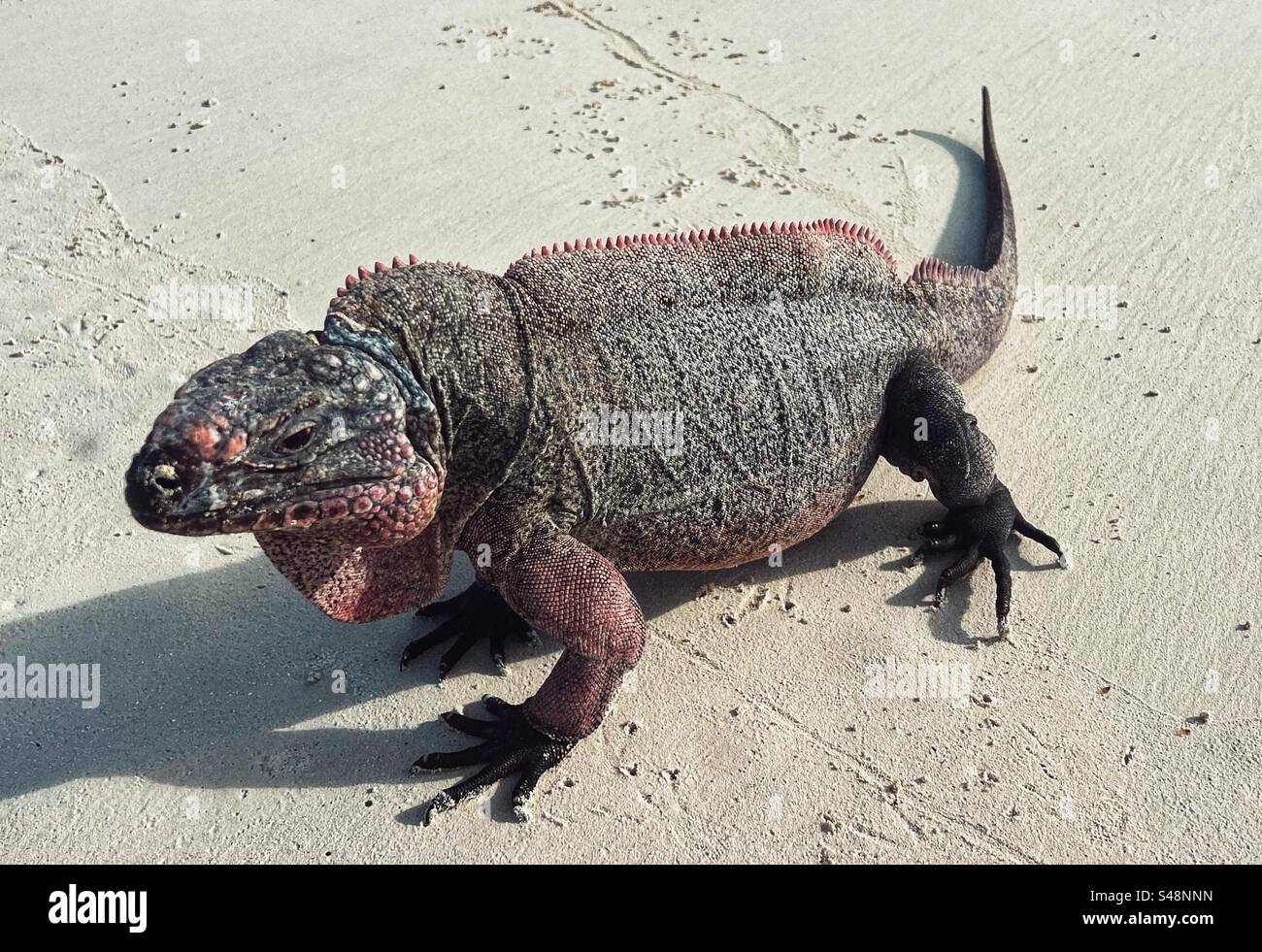 Rock Iguana auf Leaf Cay auf den Bahamas Stockfoto