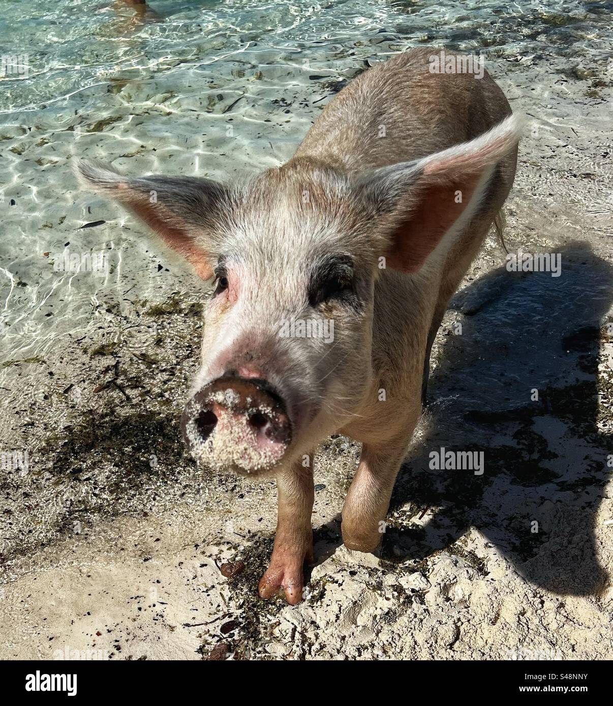 Schwein am Strand auf den Bahamas Stockfoto