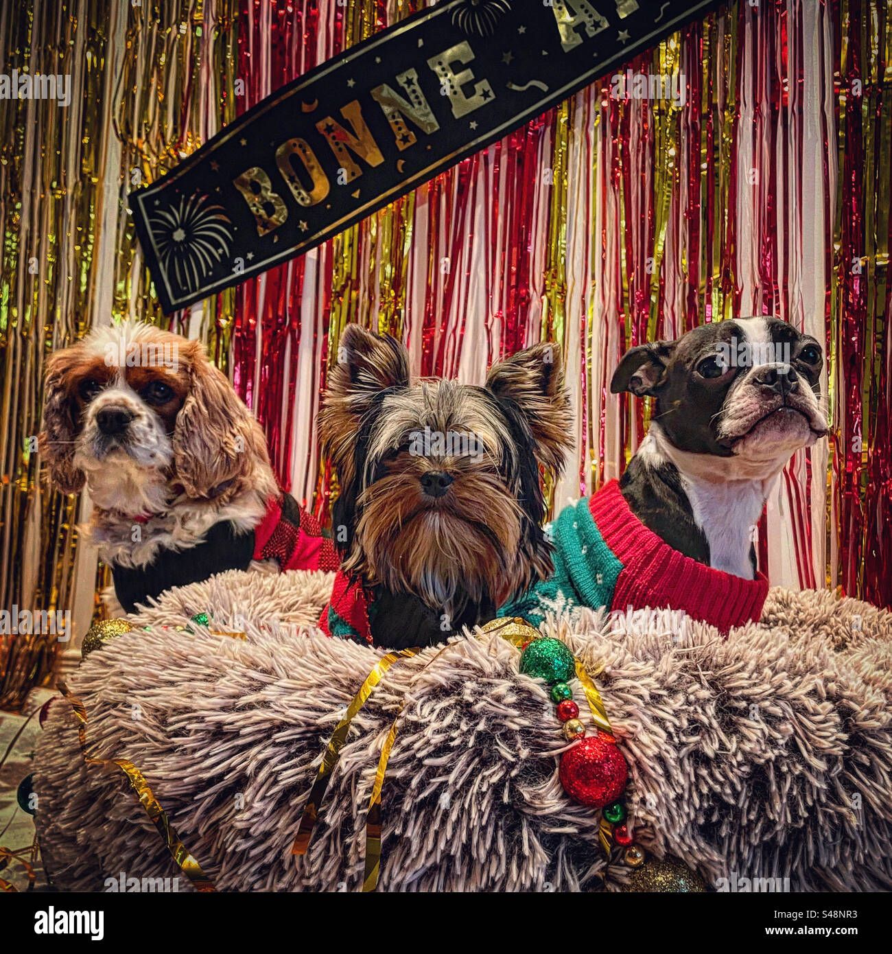 Silvesterparty mit drei Hunden Cocker Spaniel, yorkshire Terrier, boston Terrier Happy New Year in französischem Banner mit glitzerndem Gold und rotem curtin und Weihnachtsdekoration Stockfoto