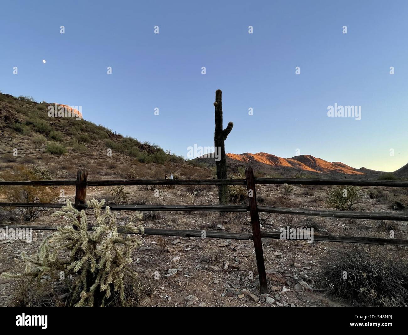Alpenglow auf den Wüstenbergen, Riesensaguaro-Kakteen, cholla-Kakteen, geteilter Eisenbahnzaun, Sonora-Wüste, Phoenix Mountains Preserve, Arizona Stockfoto
