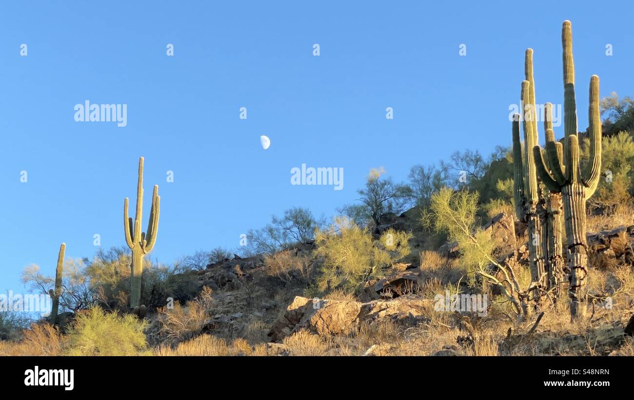 Halbmond über der Sonora-Wüste, goldene Stunde, riesige Saguaro-Kakteen, Phoenix Mountains Preserve, Arizona Stockfoto