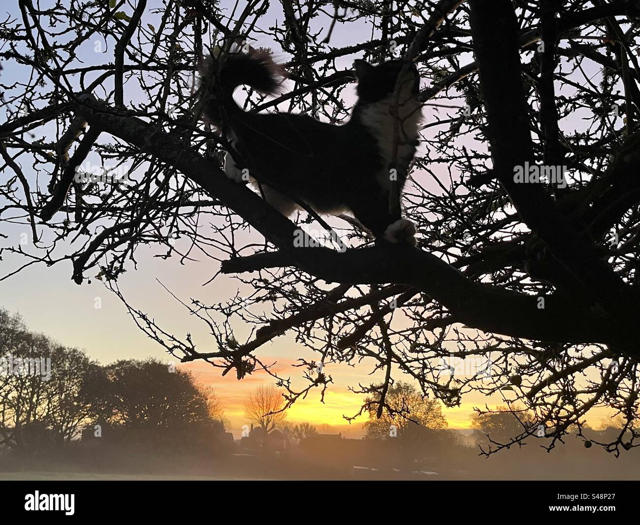 Eine schwarz-weiße langhaarige Katze klettert im Winter bei Sonnenaufgang im Südosten Englands auf einen Baum - Smartphone-aufgenommenes Stockfoto
