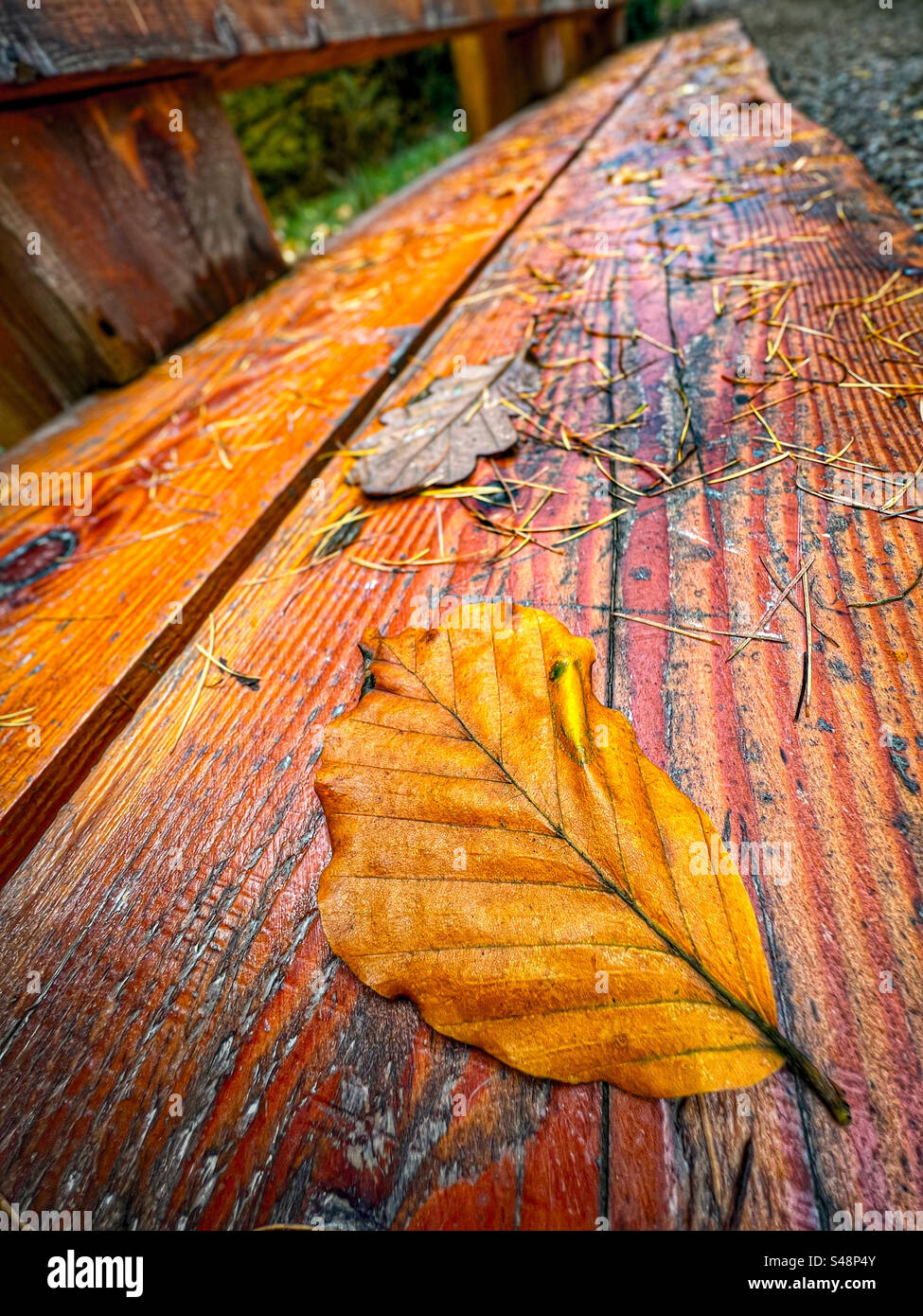 Gelbes Herbstblatt auf nasser Holzbank in Rivington bei Chorley in Lancashire - Smartphone-aufgenommenes Stockfoto
