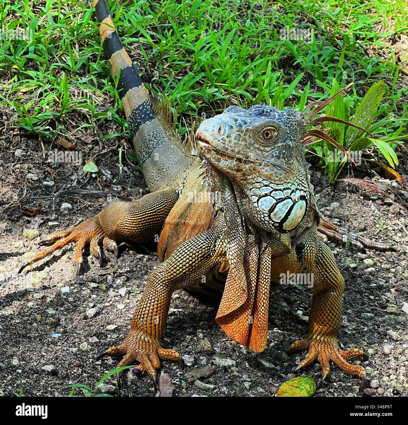 Leguan aus Mexiko Stockfoto