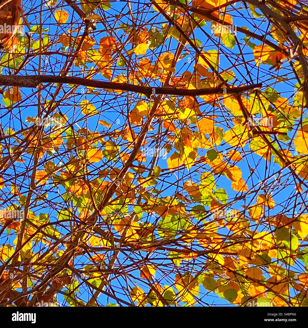 Herbstlaub beleuchtet von einer niedrigen Sonne. Ein wunderbarer Anblick, um Kontrastfarben und die Schönheit der Natur zu sehen. Foto ©️ COLIN HOSKINS. Stockfoto