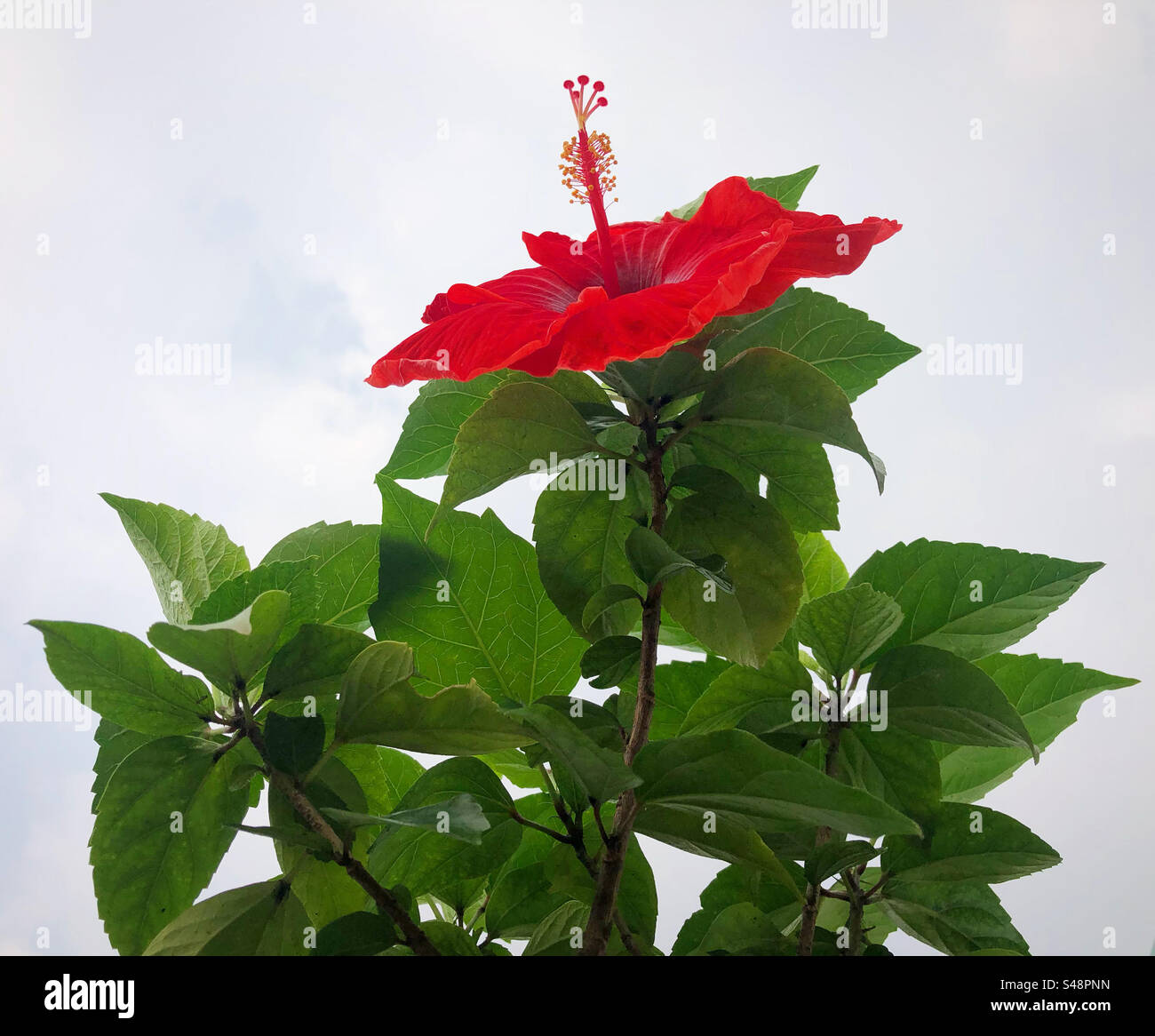 Hibiskusblüten-Antenne. Stockfoto