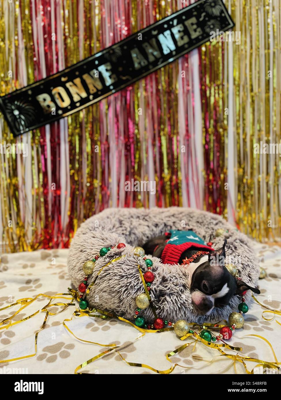 Verschlafener boston Terrier in einem pelzigen Hundebett mit Bonne-Année-Banner und roten und goldenen Fransen und Weihnachtsdekoration Stockfoto