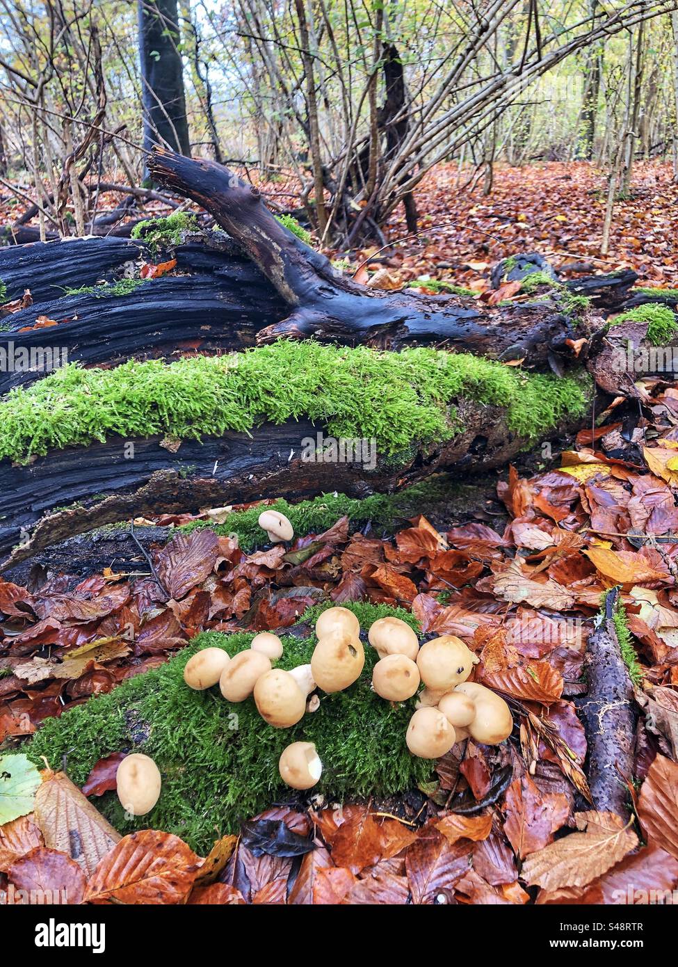 Stumpffuchpilz wächst im Herbst auf einem Baumstumpf im Farley Mount Country Park in der Nähe von Winchester Hampshire Vereinigtes Königreich Stockfoto