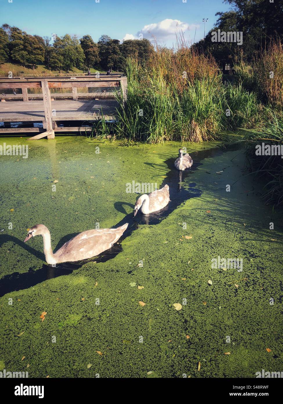 Eine Familie von Mute Swan Cygnets, die in einer Reihe durch die Green Algae Bloom Eutrophication im Inverleith Park Pond, Edinburgh, schwimmen - Smartphone-aufgenommenes Stockfoto
