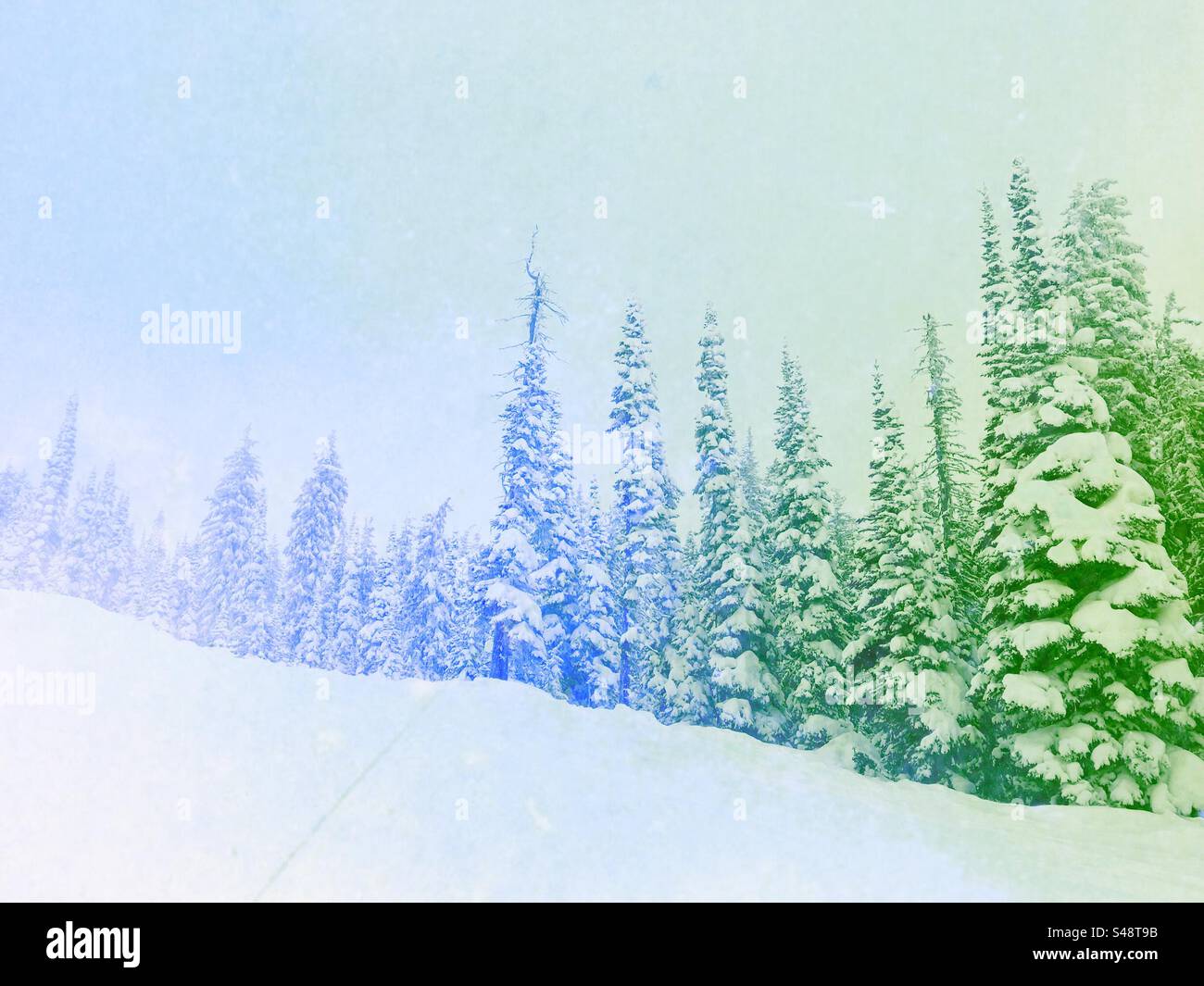 Ruhige Winterszene mit immergrünen, schneebedeckten Bäumen - Smartphone-aufgenommenes Stockfoto