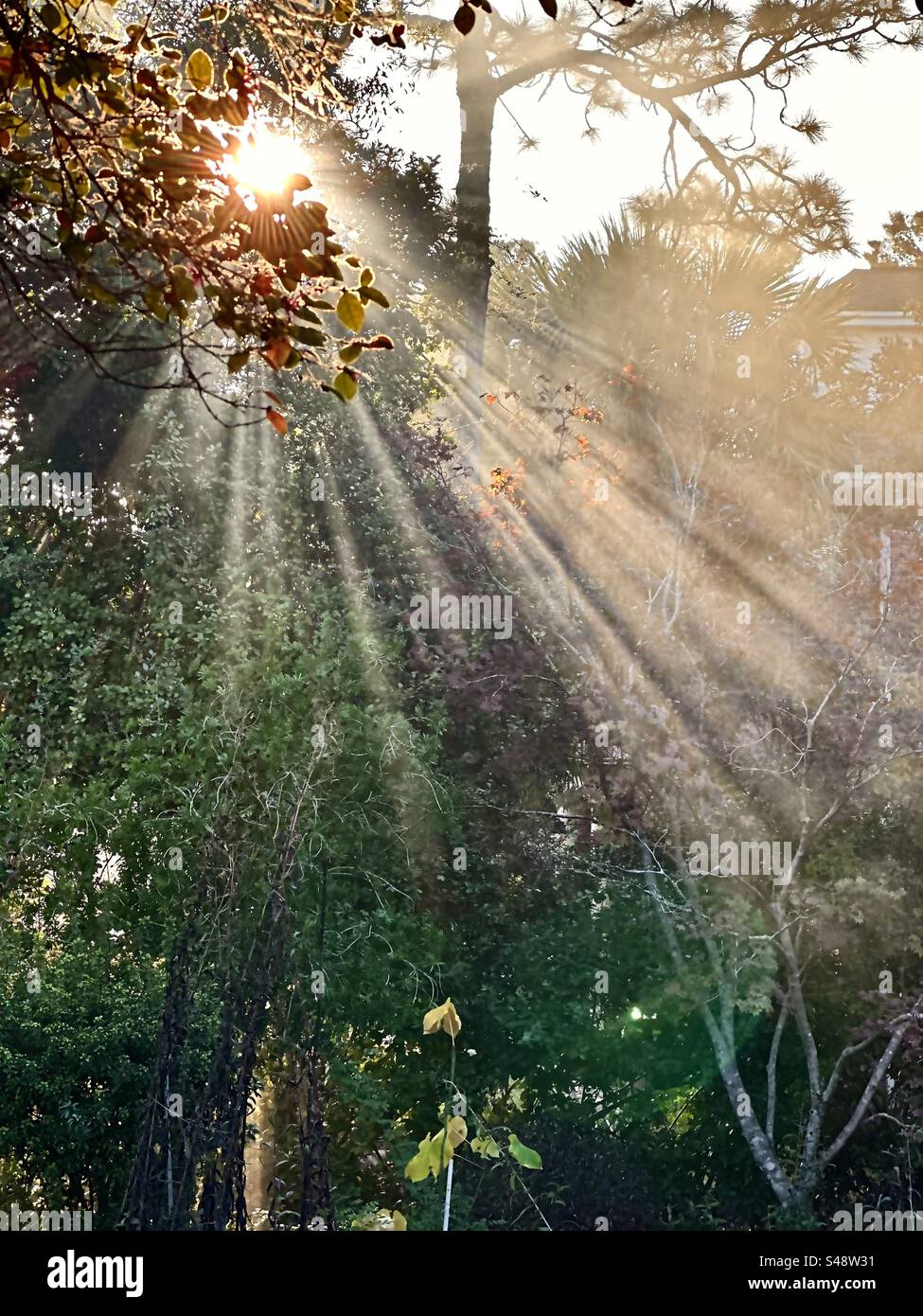 Strahlende Sonnenstrahlen strahlen durch Herbstlaub und Kiefern. Stockfoto