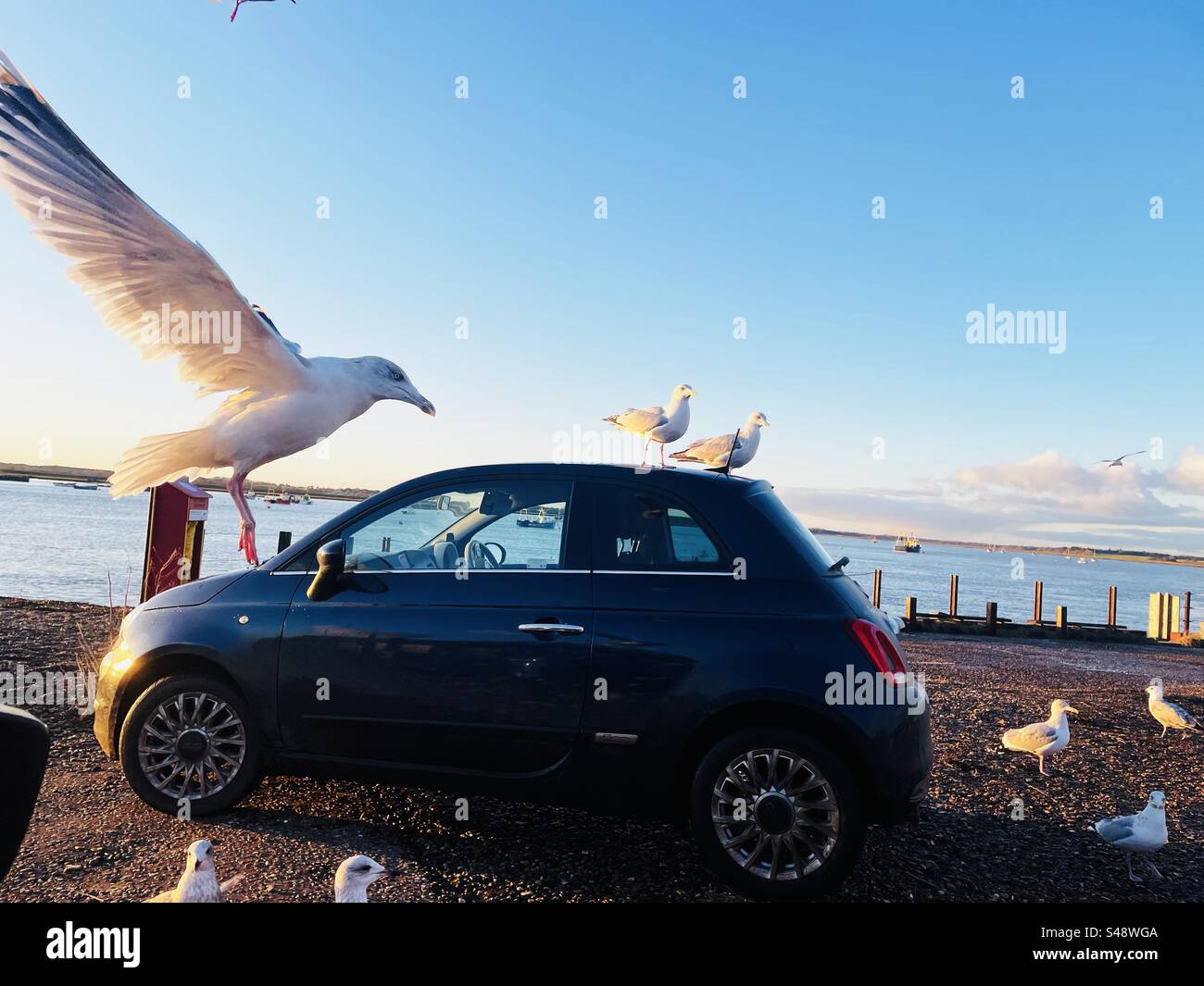 Fiat 500 Auto - Smartphone-aufgenommenes Stockfoto