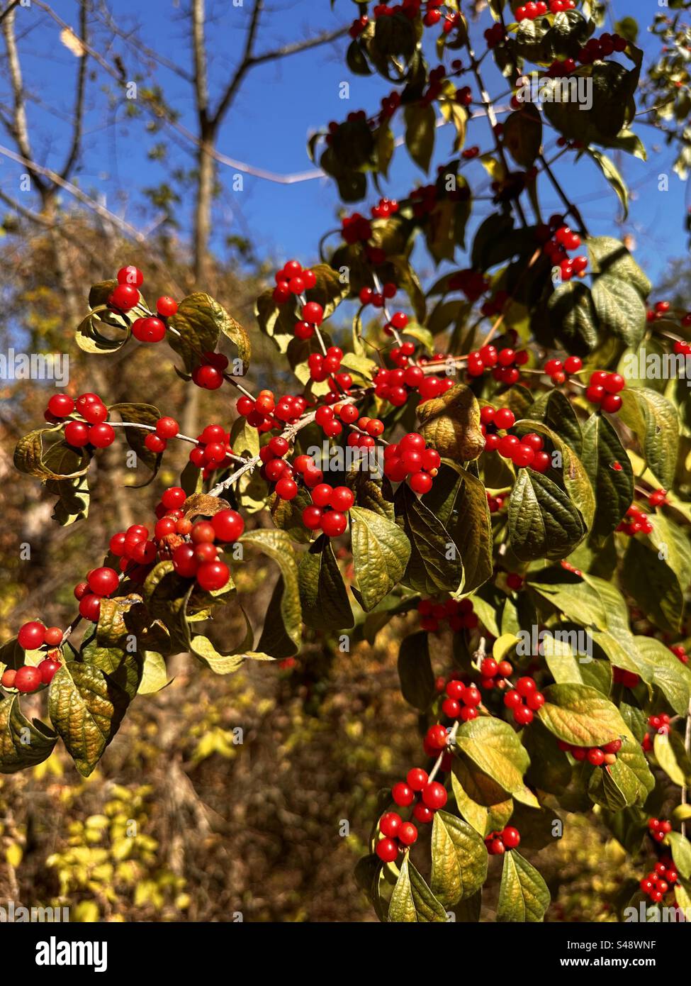 Blühender Dogwood (Cornus florida) fällt in Glanz. Nach den schönen Frühlingsblumen kommt der Herbst schöne rote, saftige Beeren Stockfoto