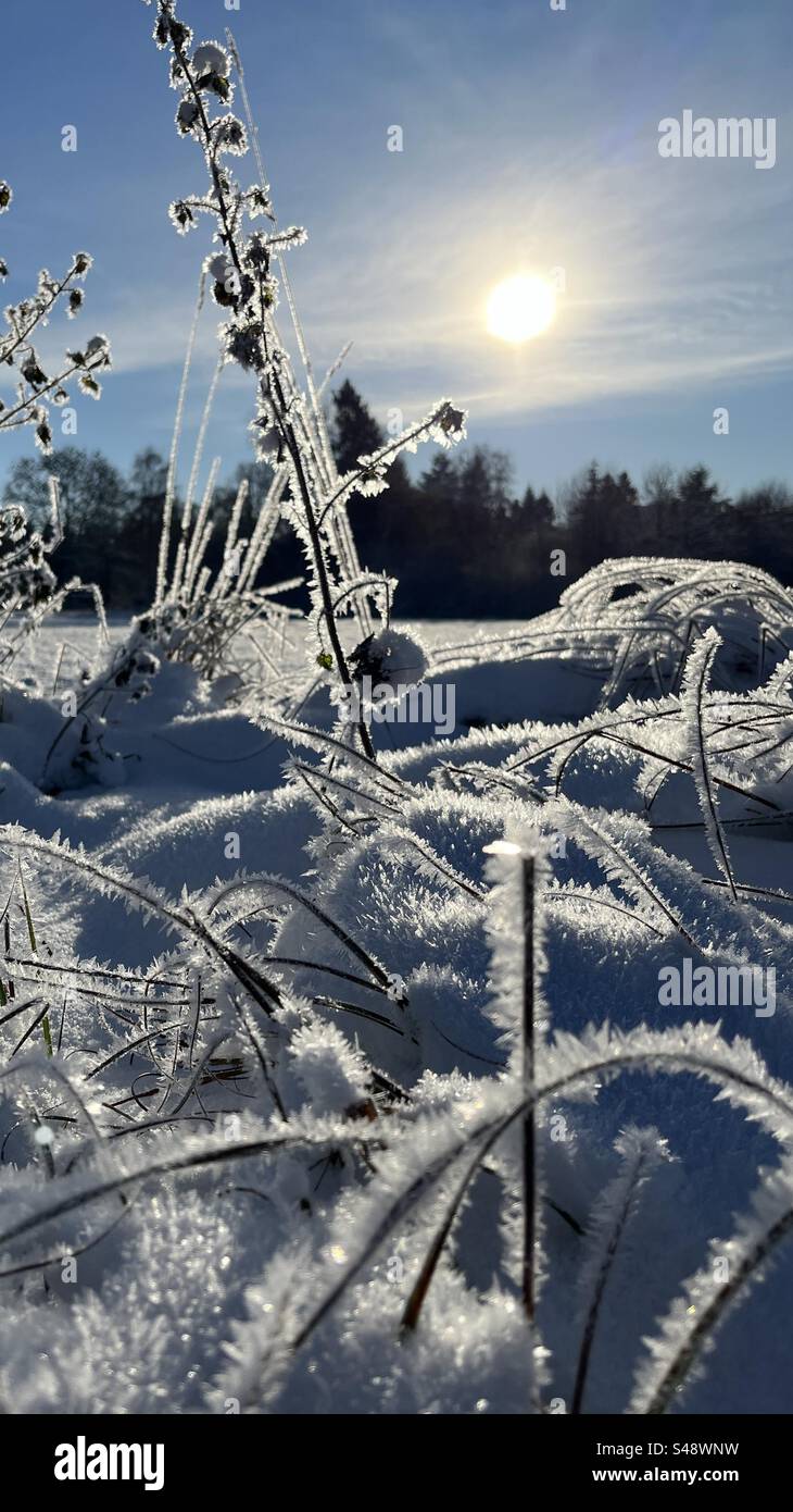 Helle Eiskristalle auf Pflanzen - Smartphone-aufgenommenes Stockfoto