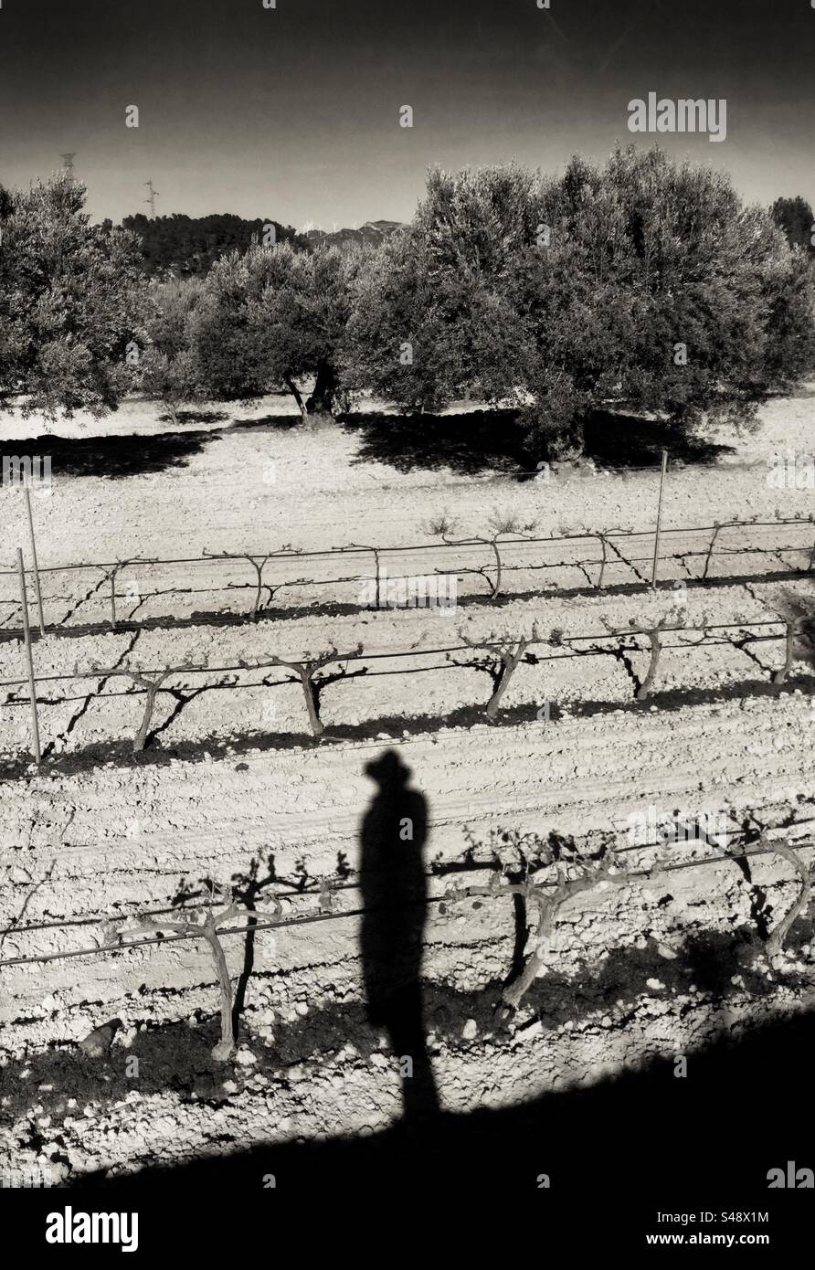 Schatten des Menschen in einem Weinberg, Katalonien, Spanien. Stockfoto