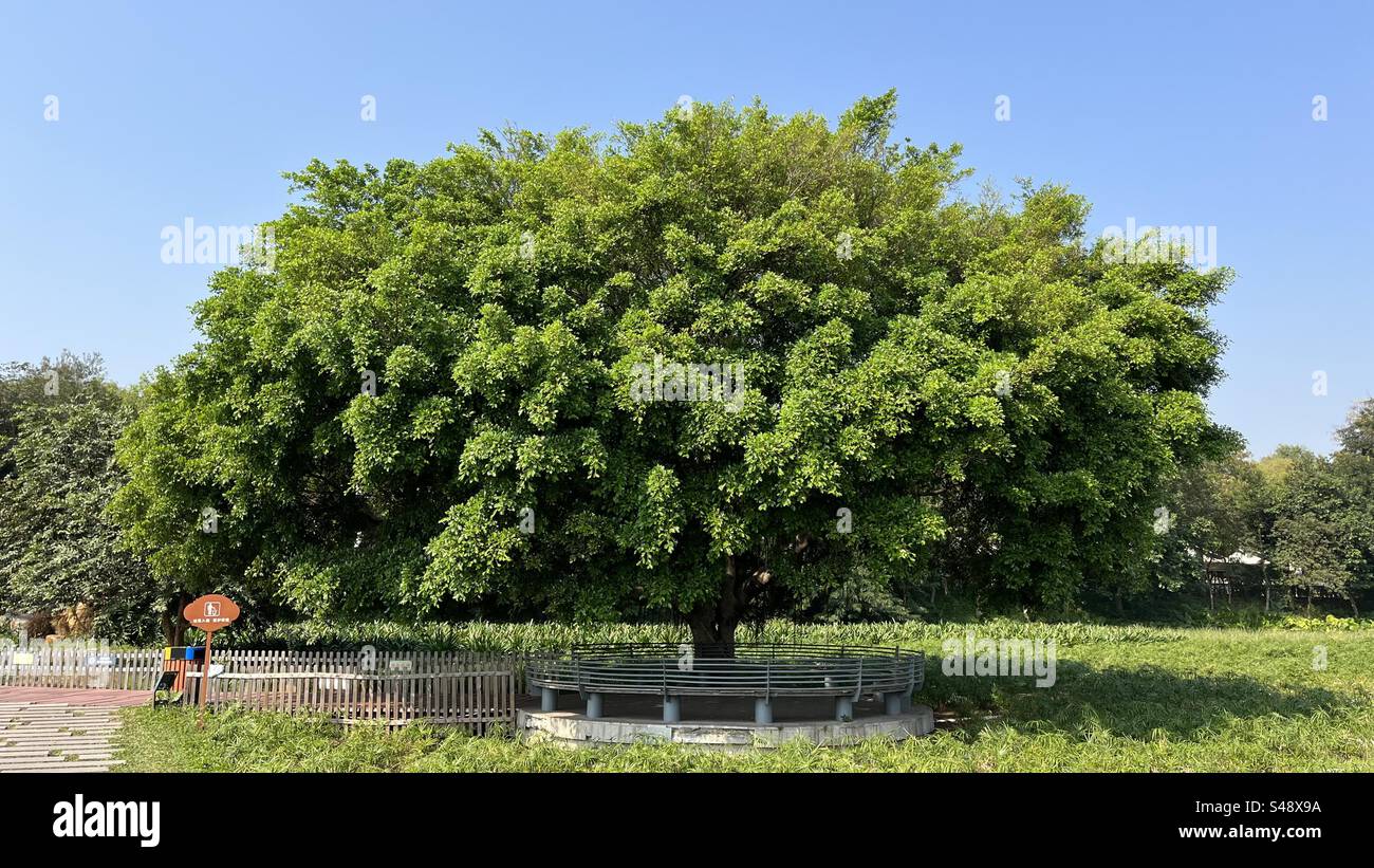 Ein großer, üppig grüner Baum mit einem breiten Baldachin, der stolz unter einem klaren blauen Himmel steht und die Ruhe und Schönheit der lebendigen Umgebung der Natur symbolisiert - Smartphone-aufgenommenes Stockfoto