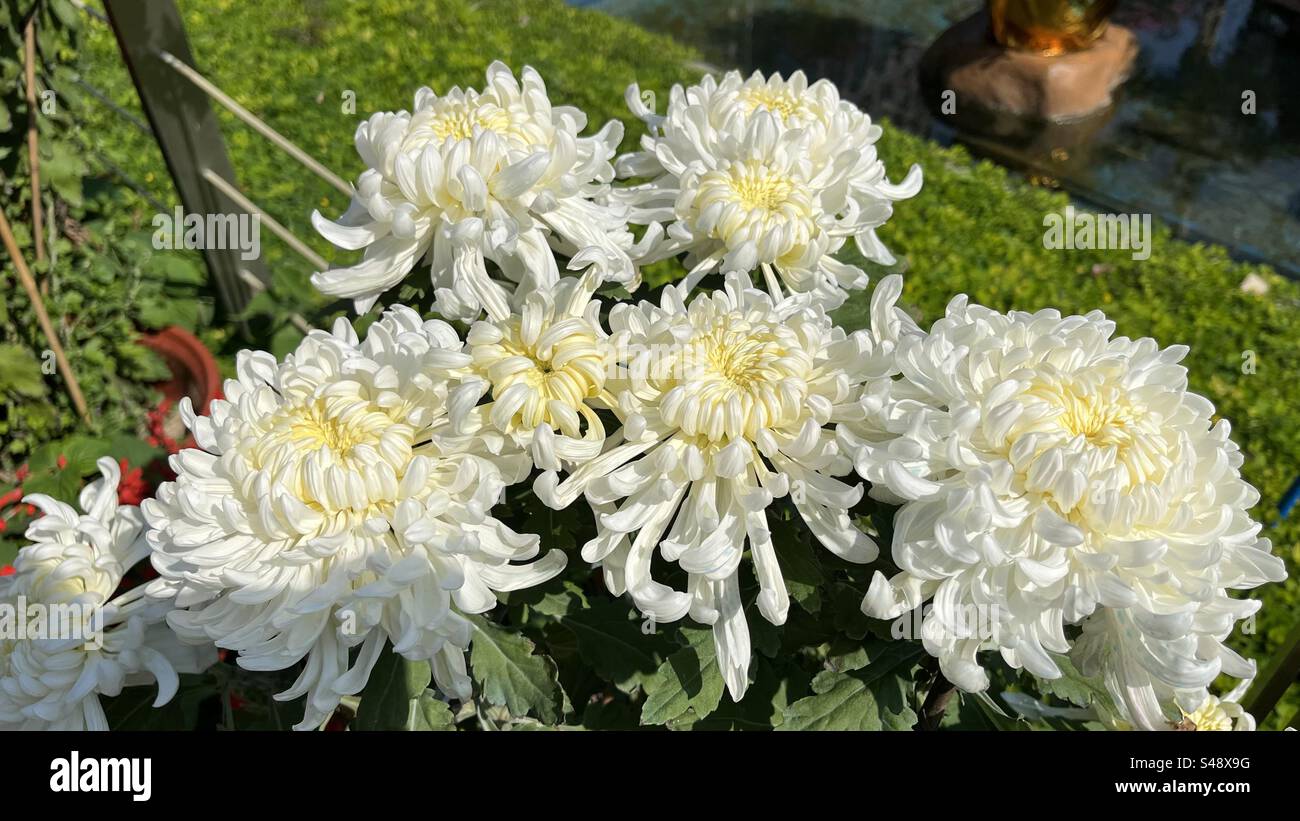 Nahaufnahme wunderschöner weißer Chrysanthemen mit komplizierten Blütenblättern und einem weichen gelben Zentrum, das die zarte Eleganz und Reinheit der Winterblumen zeigt - Smartphone-aufgenommenes Stockfoto