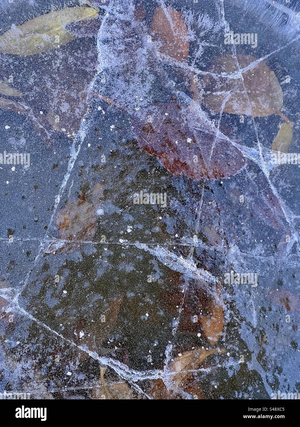 Eis auf einer gefrorenen Pfütze mit eingeschlossenen Blättern Stockfoto