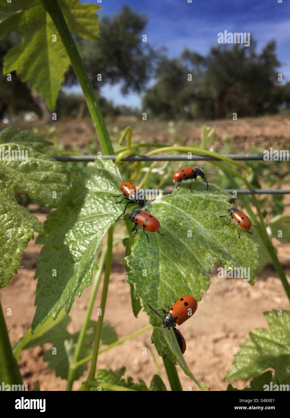 Clytra-Insekten fressen Rebstöcke, Katalonien, Spanien. Stockfoto