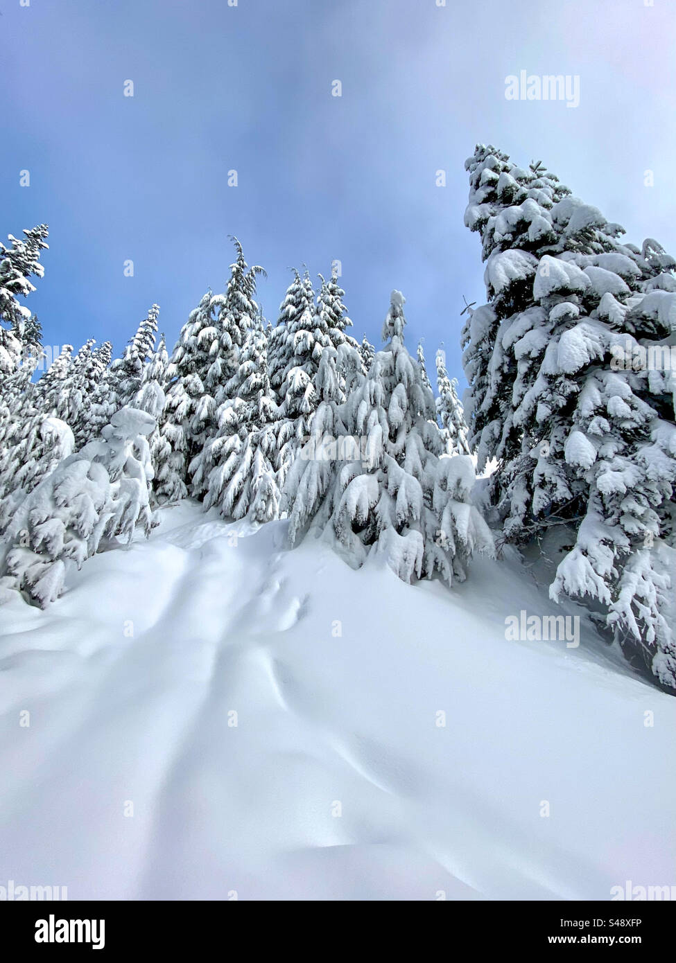 Eine schneebedeckte Winterszene, die vorbei an flauschigem Schnee und schneebedeckten Bäumen bis zum blauen Himmel hinaufblickt - Smartphone-aufgenommenes Stockfoto