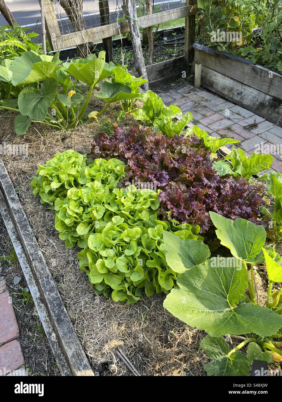 Haus Garten Aucklands Stockfoto