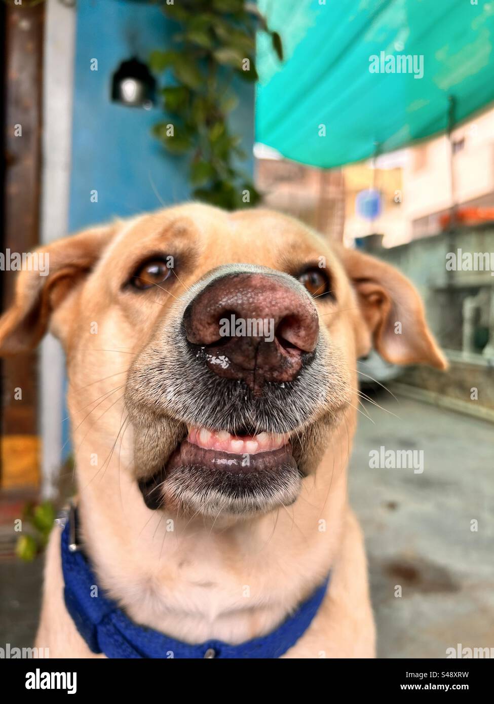 Verwirrter süßer Hund Stockfoto