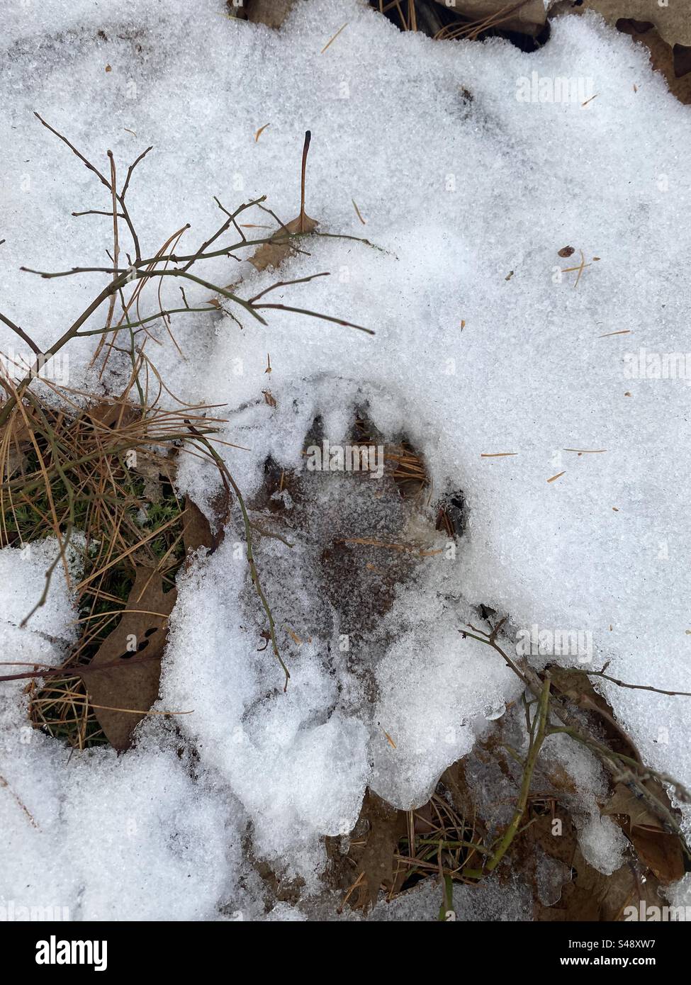 Tierspuren im Schnee, Pfotendruck. Ontario Kanada Stockfoto