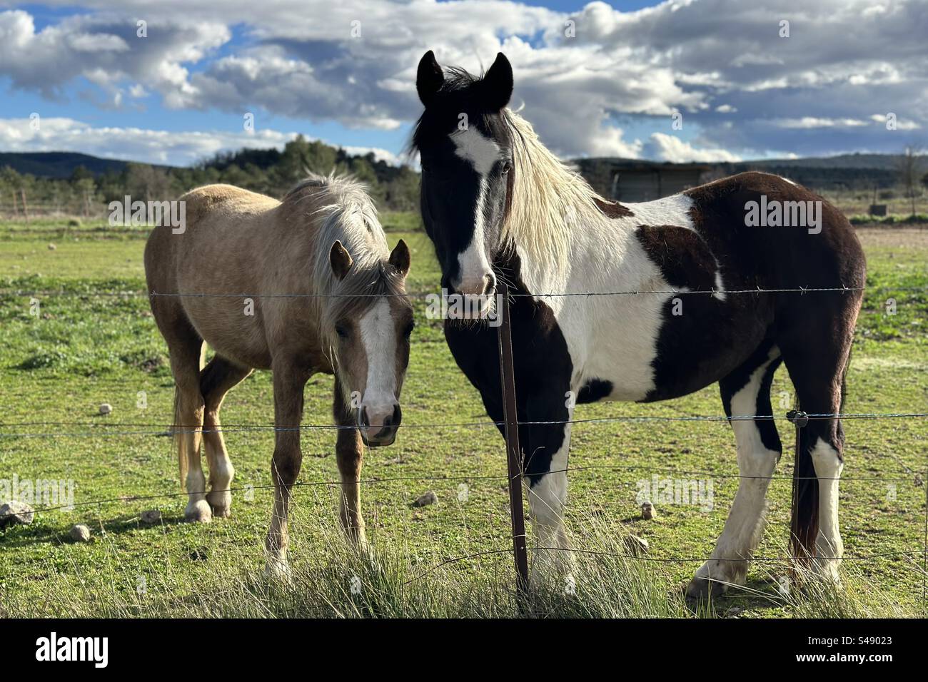 Zwei Pferde posieren für die Kamera an einem sonnigen Tag. Eine blond und eine braun-weiß. - Smartphone-aufgenommenes Stockfoto