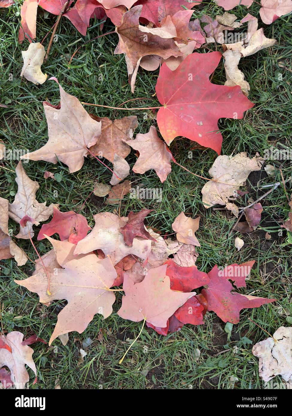 Herbstliche Ahornblätter auf grünem Gras in Boulder, Colorado, USA. Rot, Herbstlaub. - Smartphone-aufgenommenes Stockfoto