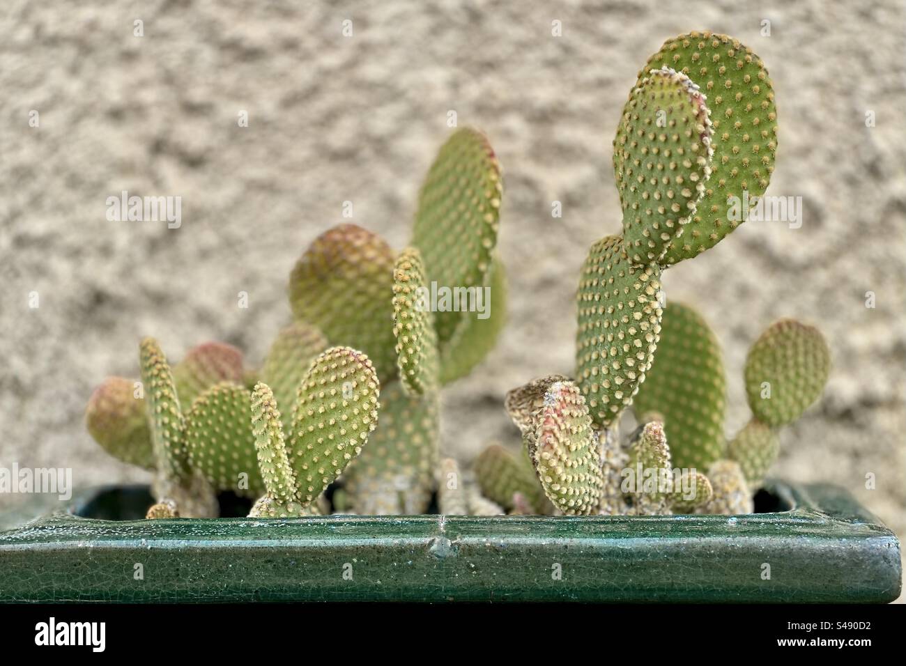 Scharfes Foto von Kakteen in einem grünen Pflanzgefäß gegen eine Stuckwand. Stockfoto