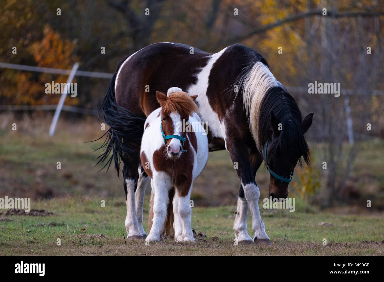 Pferd und Fohlen Stockfoto