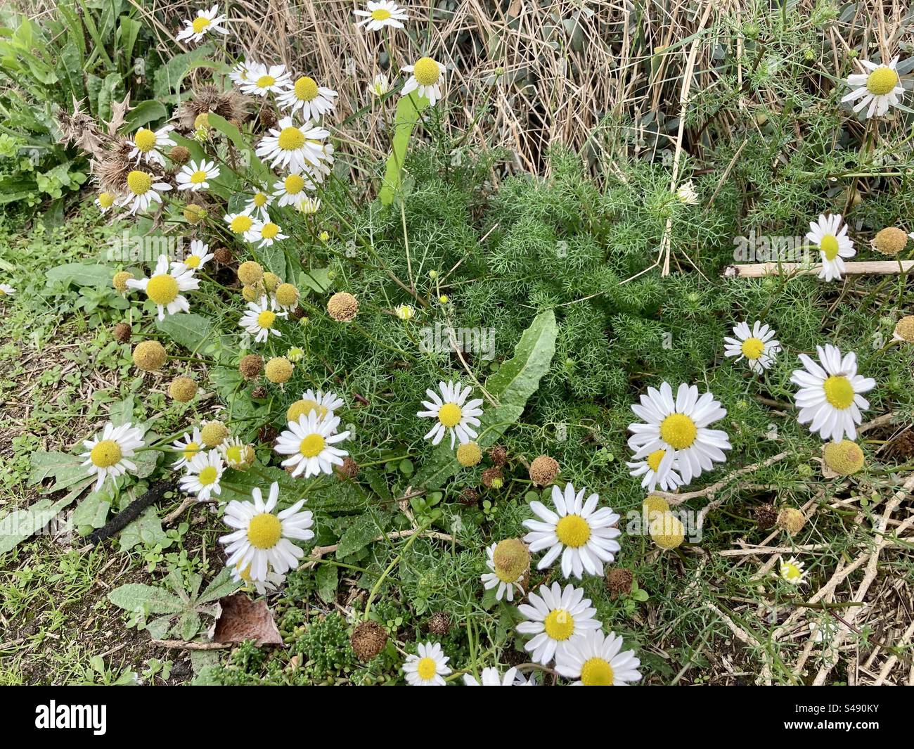 Falsche Mayweed wächst an der Küste von Kent - Smartphone-aufgenommenes Stockfoto