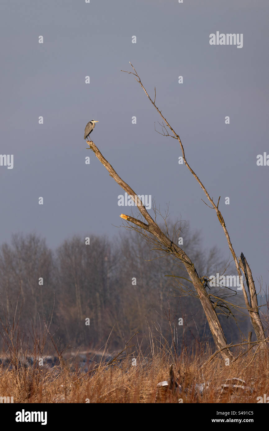 Ein Reiher, der auf einem alten Baum sitzt Stockfoto