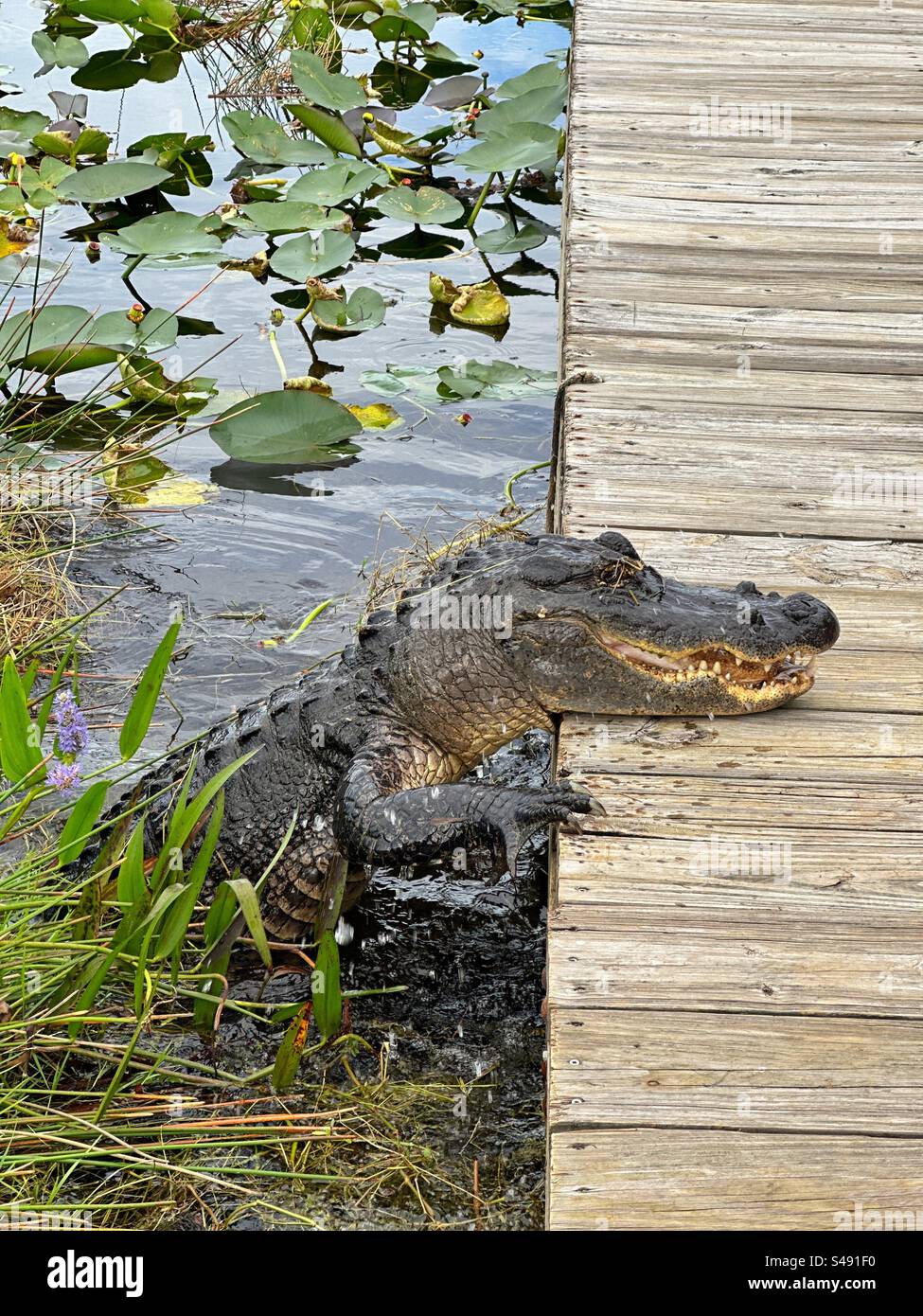 Alligator klettert aus dem Wasser auf eine Promenade in den Everglades. Keine Personen. Stockfoto