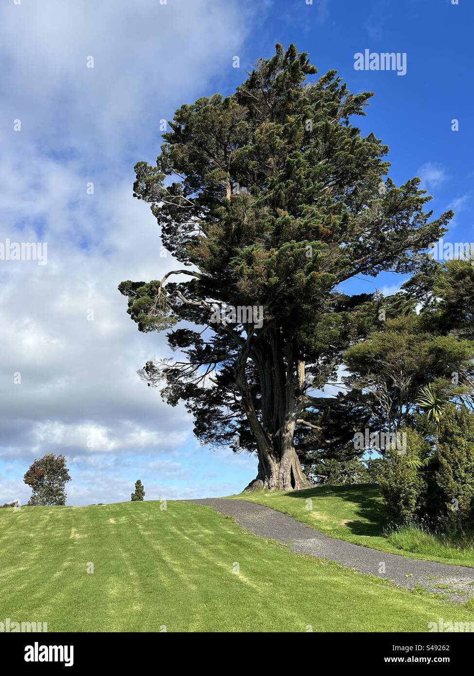 Großer Baum auf dem Schulgelände von Auckland Stockfoto