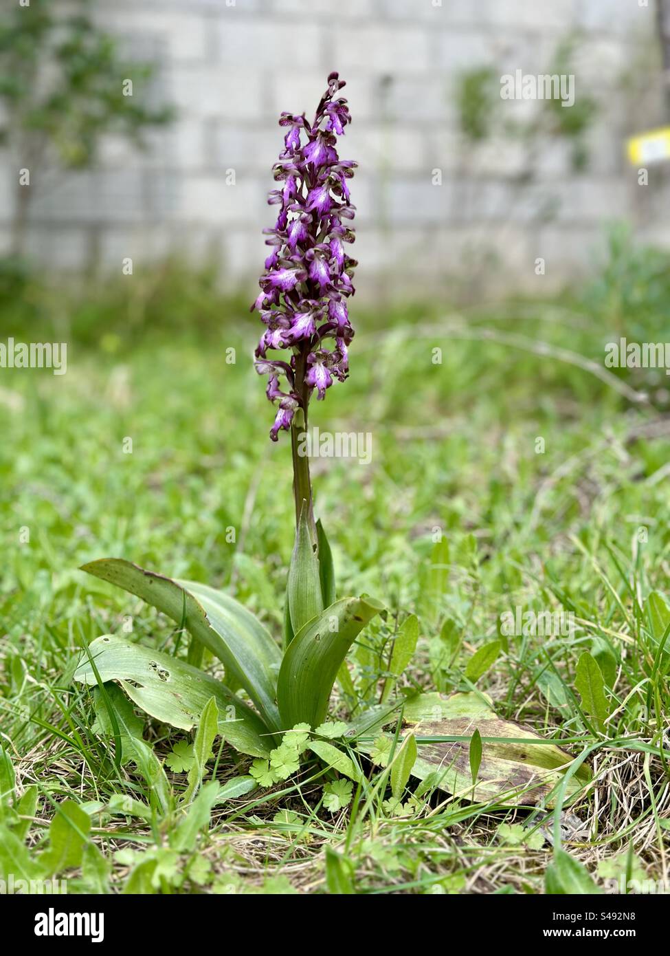 Bokeh-Foto einer Himantoglossum robertianum Blume in voller Blüte auf einem Hinterhof Hintergrund. Stockfoto