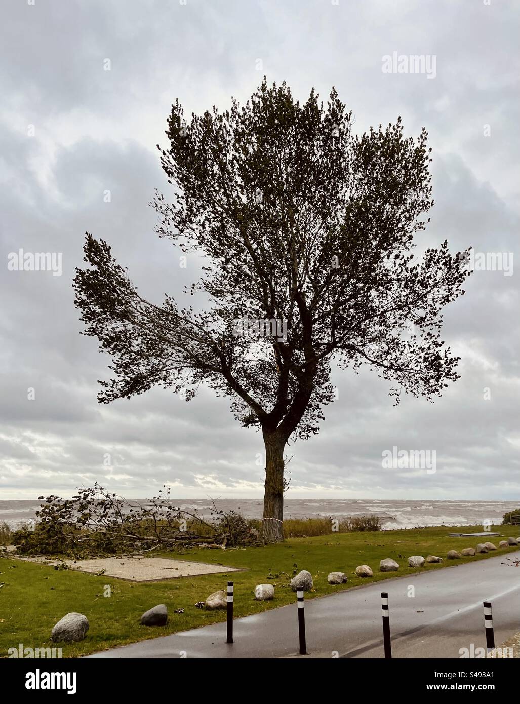 Der Ast fiel von einem alten Baum Stockfoto